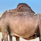 ناقه ساحليه خلفه