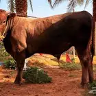 عجل الماني براون نادر مشروع فحل ولحم