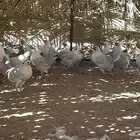 دجاج فيومي المنيوم