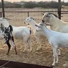 غنم بيشيات فواخر