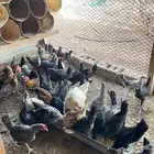 دجاج بلدي الاغلب فيومي فروخ