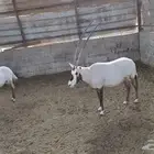 جوز مها عربي