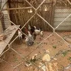 للبيع دجاج بشاير بلدي وفيومي