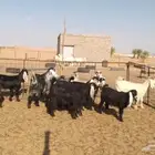 جفار للبيع