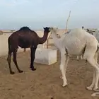 حشو للبيع عدد 14 فيهن 2 ابكار