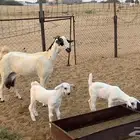 عنز بيشيه فاخرة