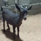 تيوس مورسيانو