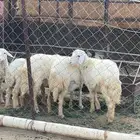 حلال