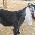تيوس فل تحت انها اخوان عوارض طيبيه