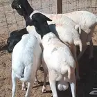 5 برابر طيبه جذعان وفيها واحد ثني