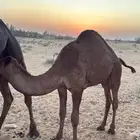 حاشي طيب