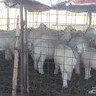 للبيع خرفان حريات سلم