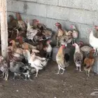 الريان خبت سعيد