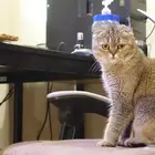 قط سكوتش فلود ضايع