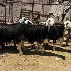ضان نجد فاخره
