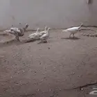 زوج رومي منتج وطقم بط للبيع