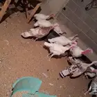 دجاج رومي