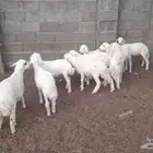 بهم تربيه