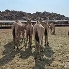 قعدان صومالية مرابي فل