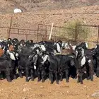 معزا عوارض صنف