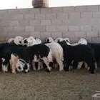 خرفان طيبه حد الغلاق عدد 18