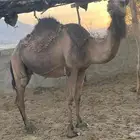 للبيع