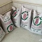 بذور برسيم