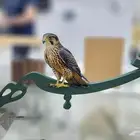 دروع وبروشات ومباخر واسماء 3D