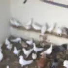 حمام فرنسي بياض باقي صغير في العمر