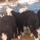 نجد رخلين وطلي