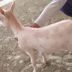 مراح معزا قزميه
