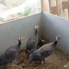 حجل للبيع على الشرط كفو العدد 3