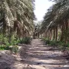 طريقة رهن اي مزرعه الاحساء