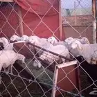 اغنام آلخير ذبح وتوصيل حسب الطلب