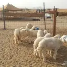 طليان للبيع