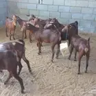 للبيع عنقان دهم تأسيس