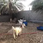 مزرعة للإيجار