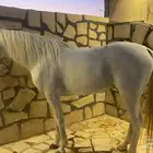 حصان شعبي ( حصان مدرسة )