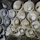حمام