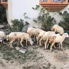 رخال رفيديه