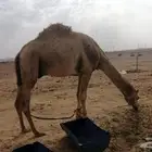 باتلي منتج ابوه خزام بعيرمنصور الجافل الشيباني