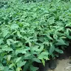 شتلات بن اصيل