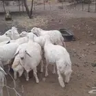 طليان للبيع