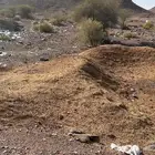 للبيع دمن غنم