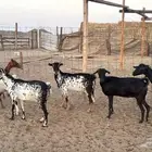 أعراض لكم معزا جنوبيه من580