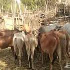 8 عجول وخبشه