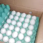 بيض مائده بالجملة