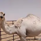 للبيع بكره ثنيه