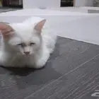 قطط شرازيات