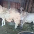 طليان مشحمه